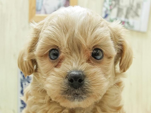 広島県のハーフ犬 (ペッツワン広島LECT店/2024年2月14日生まれ/女の子/アプリコットホワイト)の子犬